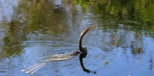 热带中一种奇特水鸟，颈细长如蛇，特别是在游泳时更像一条水蛇