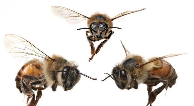 越冬蜂寿命最长可达305天，超出最短平均寿命277天，秘密是什么？