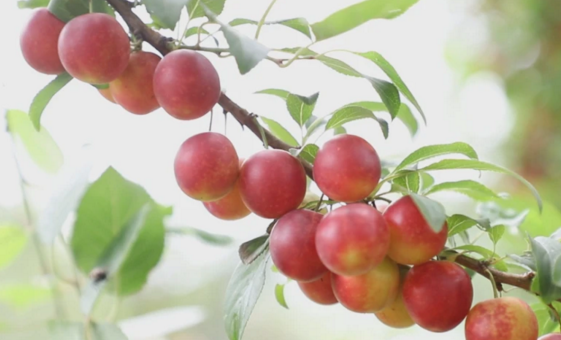 俗称野酸梅，个大如樱桃，曾是不起眼野果无人种植，如今40元1斤