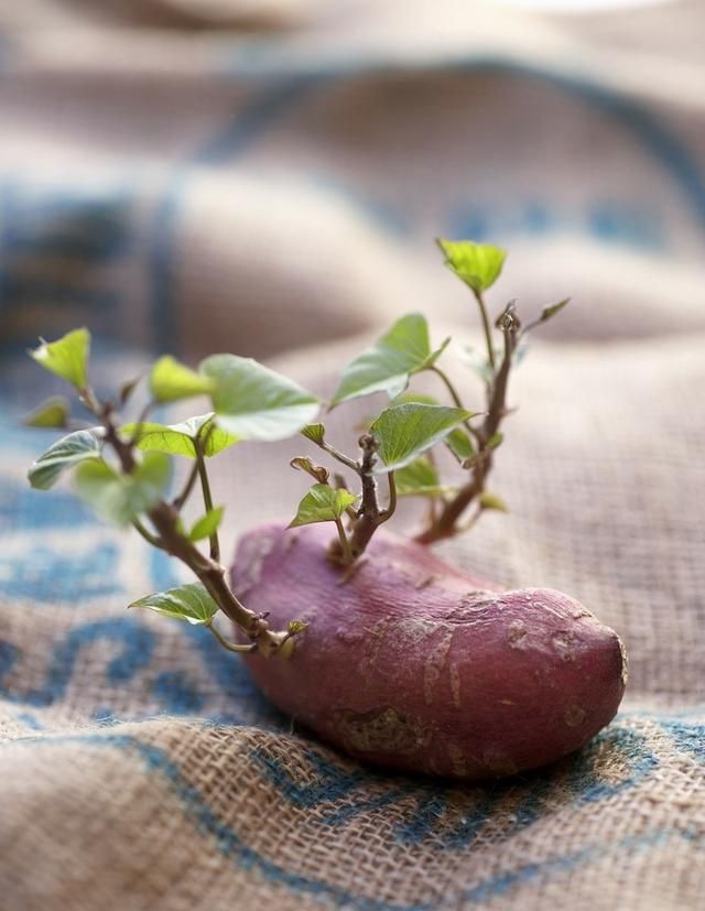 农民从香港超市选择红薯栽培，出现不发芽情况，如何处理？