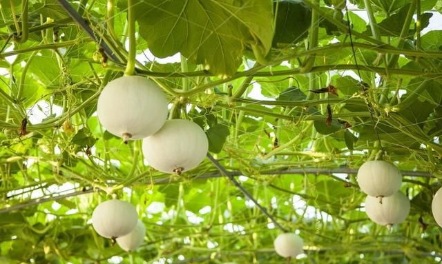 甜瓜对于生长环境的四大要求，农户了解清楚，有助于增产增收！
