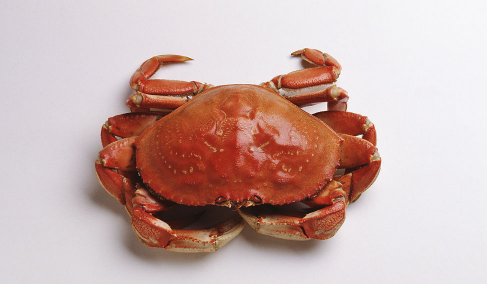 螃蟹放在水里能活多久 螃蟹放袋子里能活多久几天