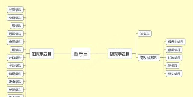 辟谣！蝙蝠的起源和演化简史：它的祖先不是老鼠也不是翼龙