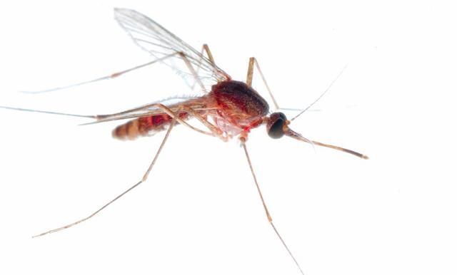 关于蚊子，你需要知道的冷知识