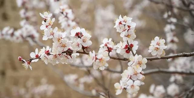 春暖花开，奔你而来