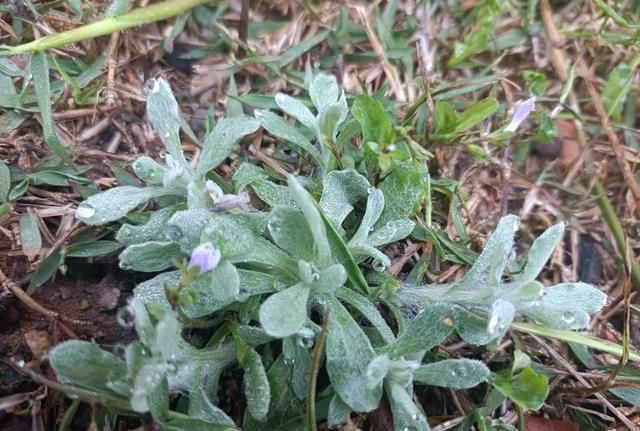 又到了做青团的季节，不要只知道艾叶，这4种野菜，比艾叶更好吃