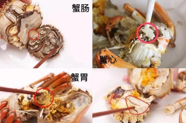 如何区分河蟹和海蟹？螃蟹哪些部位不能吃？死了的螃蟹能不能吃？