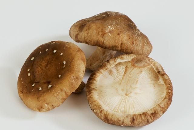高价值香菇种植病害预防大全——发霉阶段介绍与防治