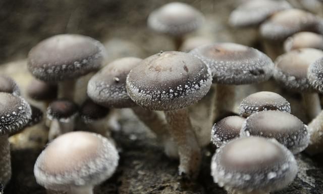 高价值香菇种植病害预防大全——发霉阶段介绍与防治