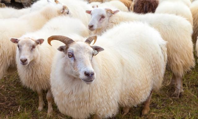 羊的内腰和外腰是什么？他们之间有什么区别吗？