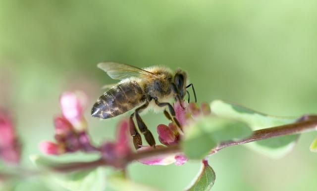 「共45题」强国争上游答题中的“神奇的植物”专题（最全辨析）