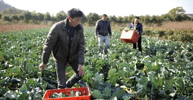 一种可生吃的西兰花，每斤售价比猪肉还贵，国内只有少量种植