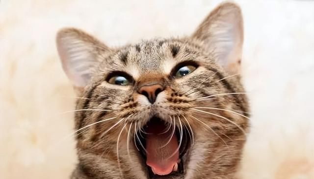 猫咪口臭的“根源”找到了，这4种原因很常见！