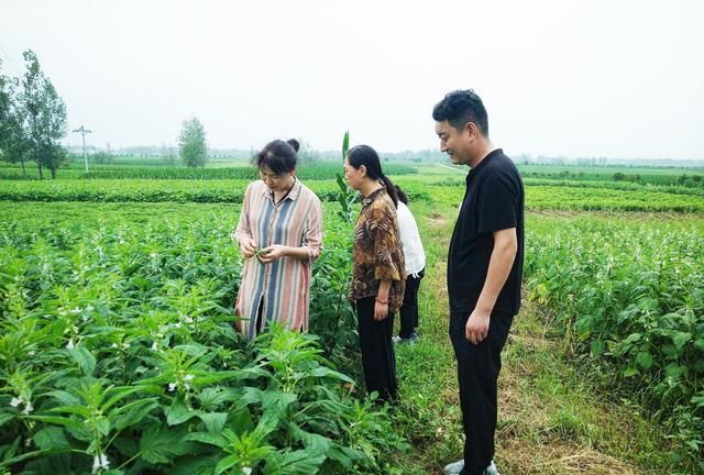 芝麻有哪些种植管理技巧？怎样才能让芝麻更高产？告诉你答案