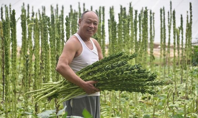 芝麻有哪些种植管理技巧？怎样才能让芝麻更高产？告诉你答案