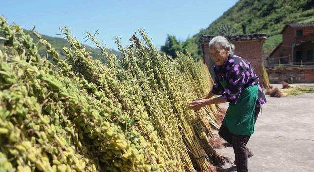 芝麻有哪些种植管理技巧？怎样才能让芝麻更高产？告诉你答案