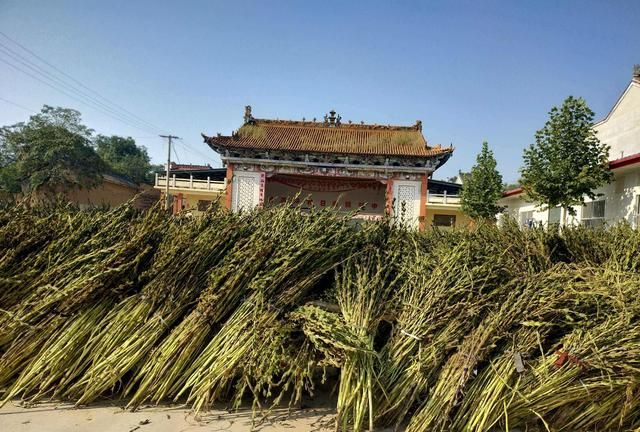 芝麻有哪些种植管理技巧？怎样才能让芝麻更高产？告诉你答案