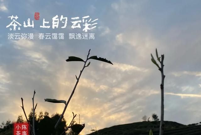 隔夜茶是什么？久置放凉的白茶能不能喝？会有什么影响？