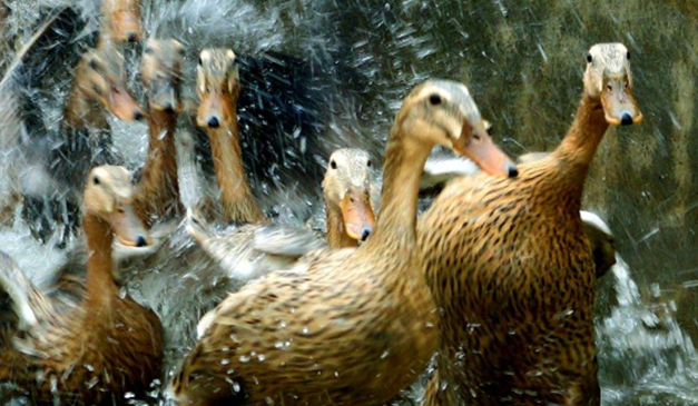 梓辰文化：三穗鸭在田野里的培养方法，你学会了吗，对你有帮助