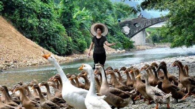 梓辰文化：三穗鸭在田野里的培养方法，你学会了吗，对你有帮助