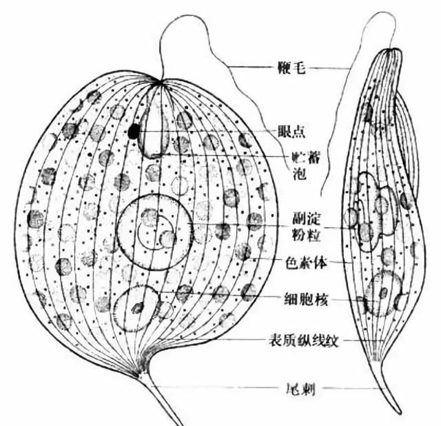 池塘水体中裸藻的特点和防控手段，一起来认识下