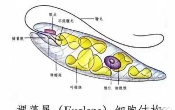 池塘水体中裸藻的特点和防控手段，一起来认识下