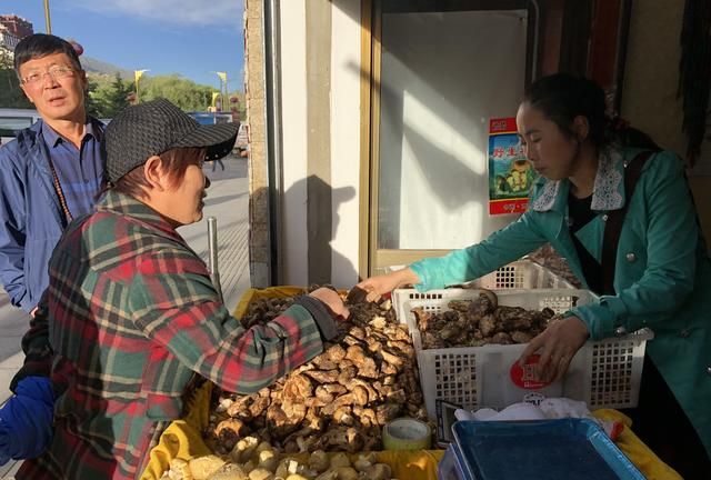 新鲜松茸在拉萨上市！真假辨别？如何保存？如何食用？看这里~