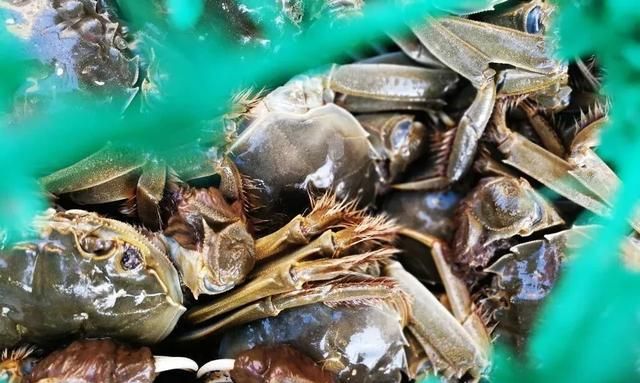 渔民教你如何区分螃蟹公母的方法，辨别螃蟹公母技巧看这1张图！