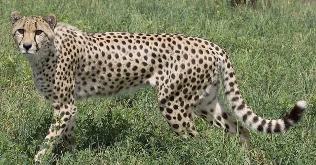 猫科动物里最快的物种：猎豹为了速度，放弃了什么？