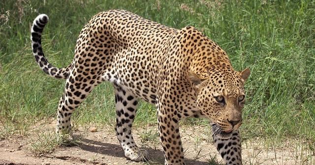 猫科动物里最快的物种：猎豹为了速度，放弃了什么？