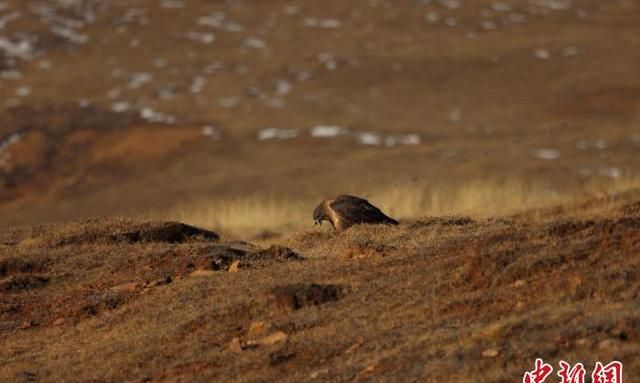 高原猛禽棕尾鵟“食住行”画面曝光