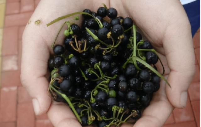田边的黑色野果，儿时当零食吃，却有发芽土豆的毒性，还能吃吗？