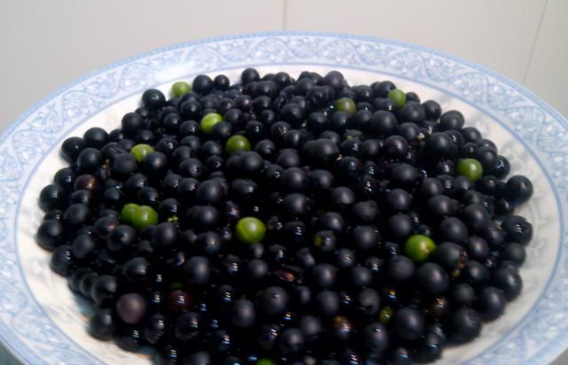 田边的黑色野果，儿时当零食吃，却有发芽土豆的毒性，还能吃吗？