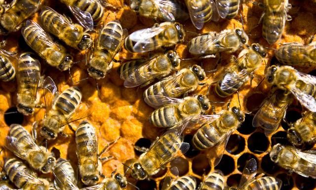 蜜蜂幼蜂是黄色，老了变成黑色是什么蜂种？养蜂人：别被蜜蜂骗了