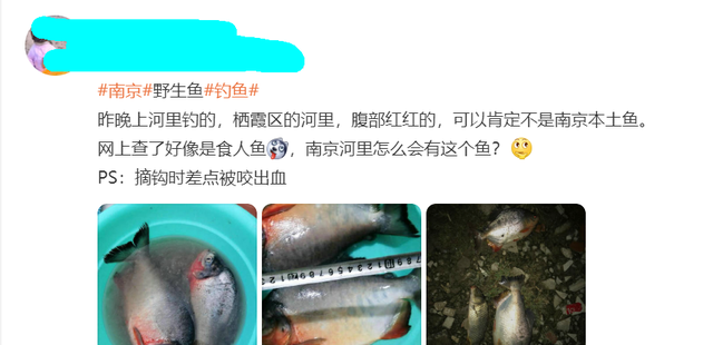 食人鱼？南京钓友夜钓收获两条“红腹怪鱼”，钓友：差点被咬出血