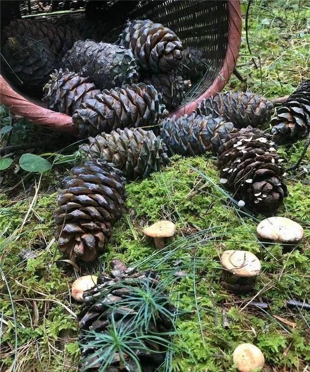 山上捡了一筐宝贝，埋一半露一半，竟然长出小盆景