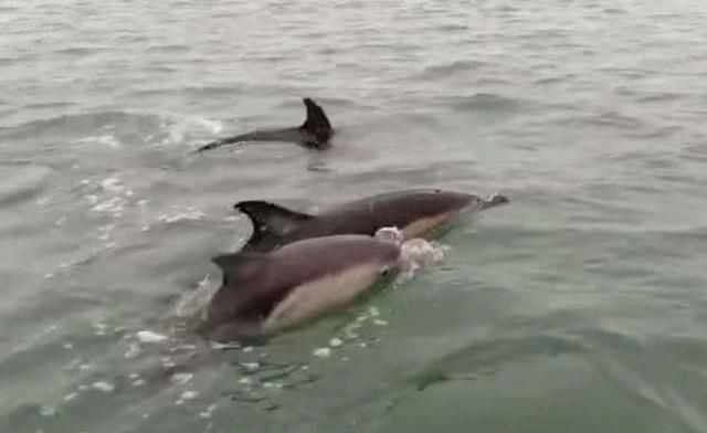 英国夫妻在海岸近处发现巨大海豚群