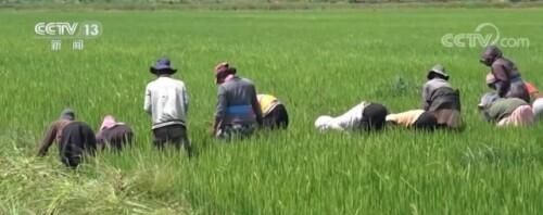中国杂交水稻香飘马达加斯加 为全球粮食安全贡献中国力量