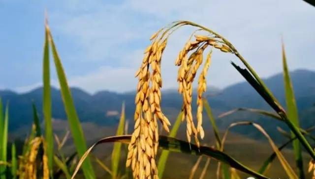 晚稻与大米的区别图1