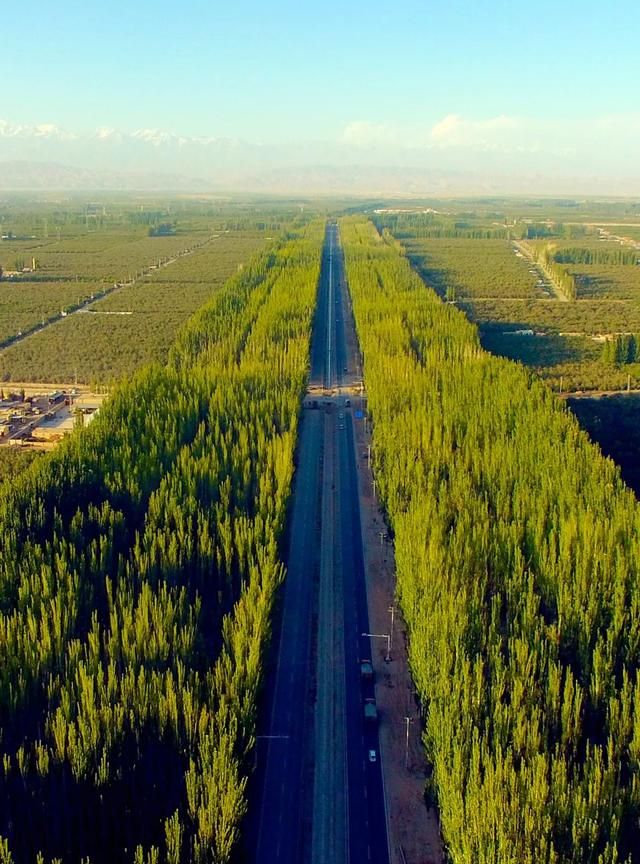 植树造林，如何改变中国？