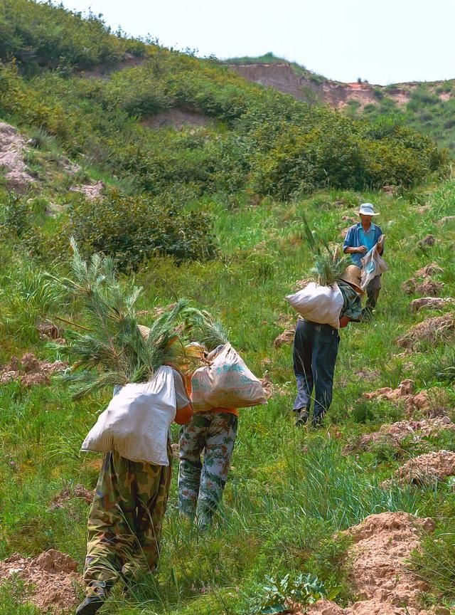 植树造林，如何改变中国？