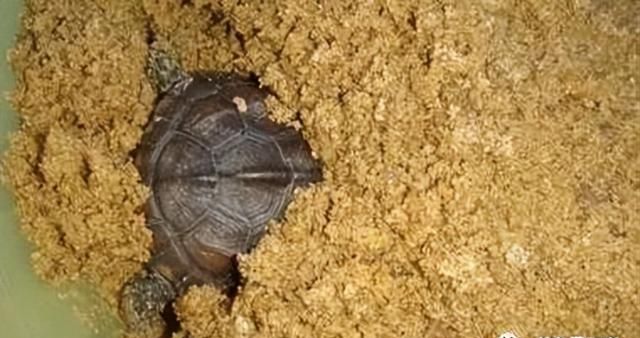 龟的冬眠究竟是个什么概念，如何确定可以冬眠了？