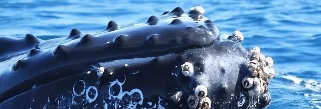海洋中遭人唾弃的藤壶，到底有多可怕？看看鲸和海龟的下场就懂了
