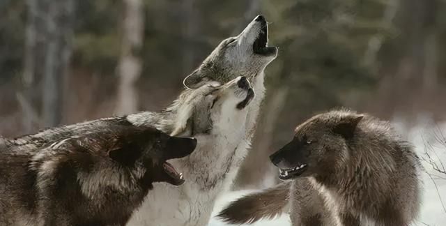 狼和狗是同一物种，狼只有1个交配对象，狗却会多次交配，为何？