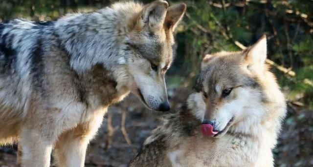 狼和狗是同一物种，狼只有1个交配对象，狗却会多次交配，为何？