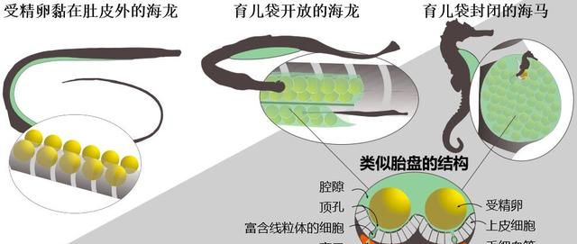 海马是地球上唯一由雄性负责怀孕的生物，奇怪的知识增加了