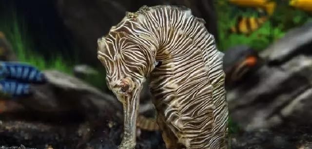 海马是地球上唯一由雄性负责怀孕的生物，奇怪的知识增加了