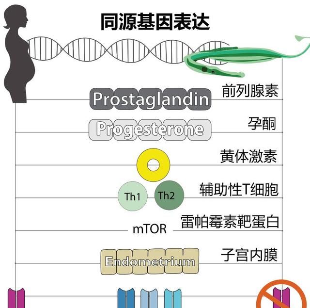 海马是地球上唯一由雄性负责怀孕的生物，奇怪的知识增加了