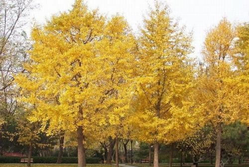 镇宅树就选“银杏”，一年四季景色各不同，结果开花价值高