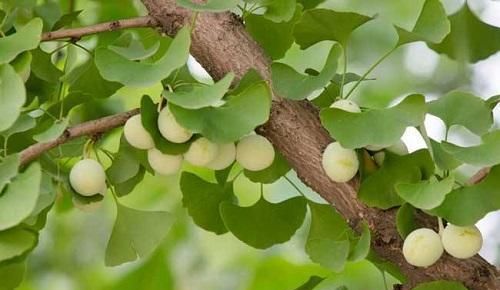 镇宅树就选“银杏”，一年四季景色各不同，结果开花价值高